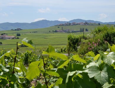 Les-vignes-du-Domaine-du-Barvy-dans-le-Beaujolais