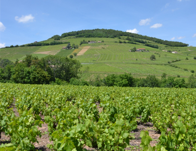 les-vignes-de-gamay-noir-domaine-du-Barvy