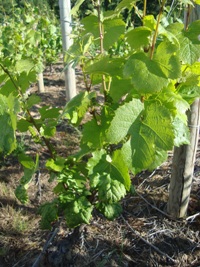 vigne domaine du barvy juin2011web
